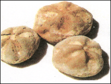 Sea Urchin